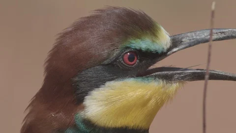 European Bee Eater (Merops apiaster) Video stock 127790797