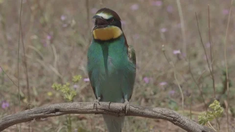 European Bee Eater (Merops apiaster) perched on branch Video stock 127791588