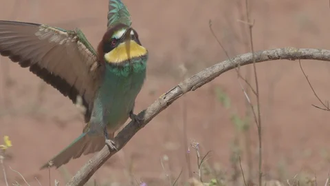 European Bee Eater ( Merops apiaster) perched on branch Video stock 127791595