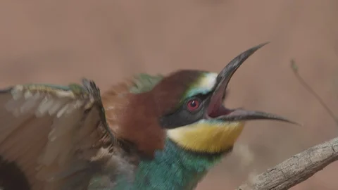 European Bee Eater (Merops apiaster) Video stock 127791793