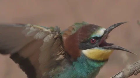 European Bee Eater (Merops apiaster) Video stock 127791971