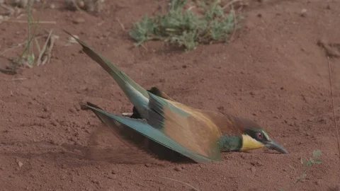 European Bee Eater (Merops apiaster) Video stock 127792318