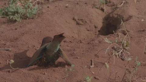 European Bee Eater (Merops apiaster) Video stock 127792325