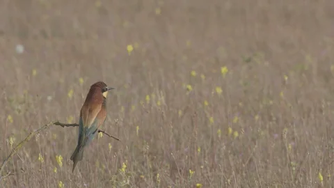 European Bee Eater ( Merops apiaster) perched on branch Video stock 127792651