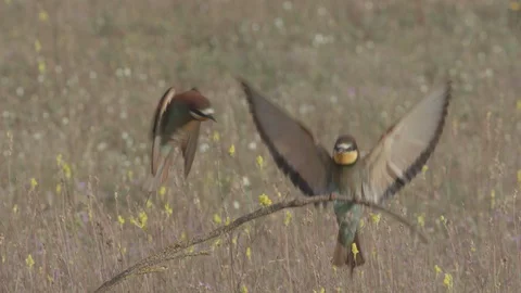 European Bee Eater ( Merops apiaster) perched on branch Video stock 127792959