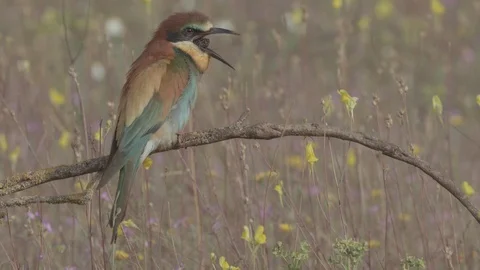 European Bee Eater (Merops apiaster) Video stock 127793124