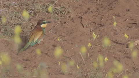 European Bee Eater ( Merops apiaster) Video stock 127793156