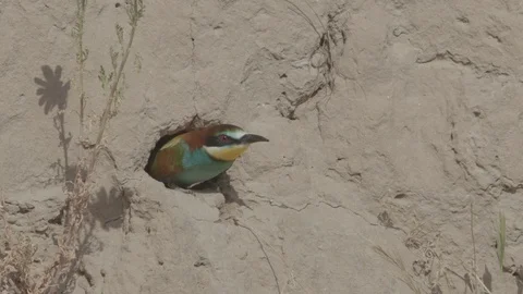European Bee Eater (Merops apiaster) Video stock 127793491