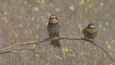 European Bee Eater ( Merops apiaster) perched on branch Video stock 127793544