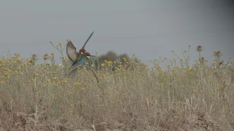 European Bee Eater ( Merops apiaster) Video stock 127793885