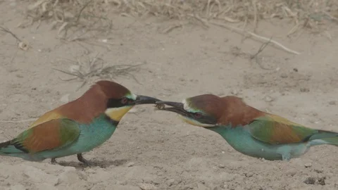 European Bee Eater (Merops apiaster) Video stock 127793975