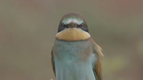 European Bee Eater (Merops apiaster) Video stock 127794866
