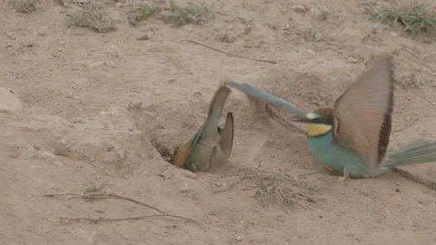 European Bee Eater ( Merops apiaster) Video stock 127794940