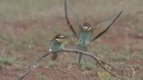 European Bee Eater ( Merops apiaster) perched on branch Video stock 127795282