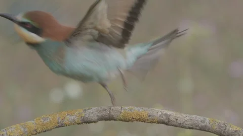 European Bee Eater (Merops apiaster) Video stock 127795428