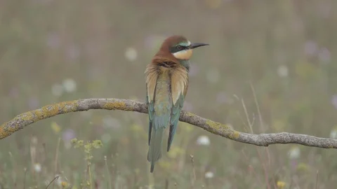European Bee Eater ( Merops apiaster) perched on branch Video stock 127795441