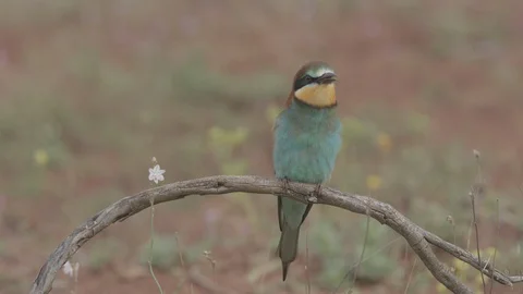 European Bee Eater ( Merops apiaster) perched on branch Video stock 127795876