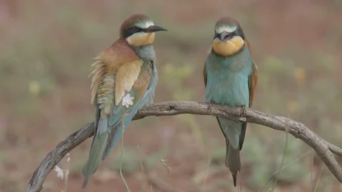 European Bee Eater ( Merops apiaster) perched on branch Video stock 127795984