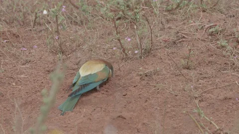 European Bee Eater ( Merops apiaster) Video stock 127796568