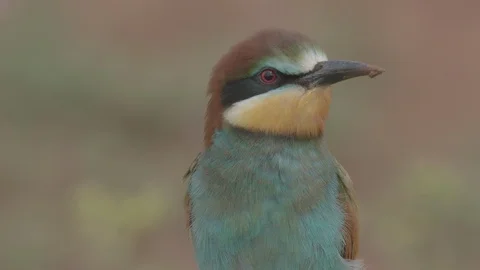 European Bee Eater (Merops apiaster) Video stock 127796868