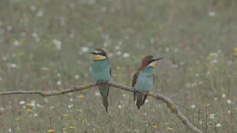 European Bee Eater ( Merops apiaster) perched on branch Video stock 127797276
