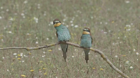European Bee Eater ( Merops apiaster) perched on branch Video stock 127797615