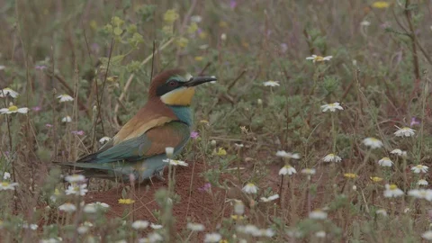 European Bee Eater ( Merops apiaster) Video stock 127797759