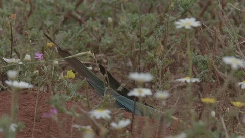 European Bee Eater (Merops apiaster) Video stock 127798374