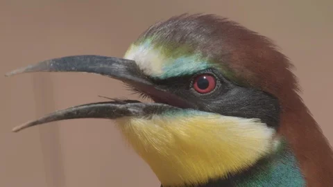 European Bee Eater (Merops apiaster) Video stock 127800225