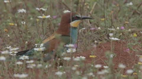 European Bee Eater ( Merops apiaster) Video stock 127800355