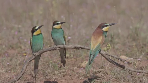 European Bee Eater ( Merops apiaster) perched on branch Video stock 127801183