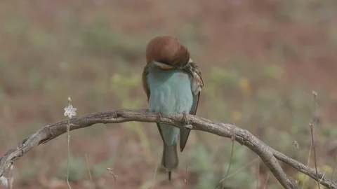 European Bee Eater ( Merops apiaster) perched on branch Video stock 127927301