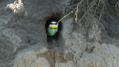 European bee eater, Merops apiaster. A nestling peeps out of a nest, a hole, Stock Footage 129166622