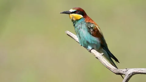 European bee-eater, merops apiaster. On an early sunny morning, a bird sits o Stock Footage 132395473