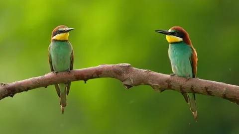European Bee-Eater - Merops Apiaster on a branch Stock Footage 132946710