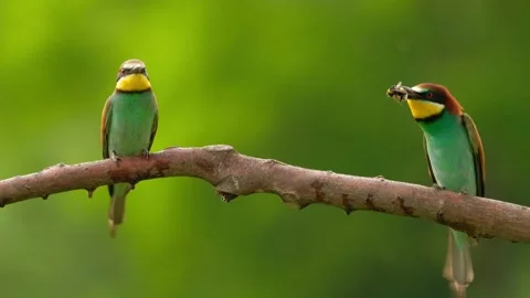 European Bee-Eater - Merops Apiaster on a branch 動画素材 132946946