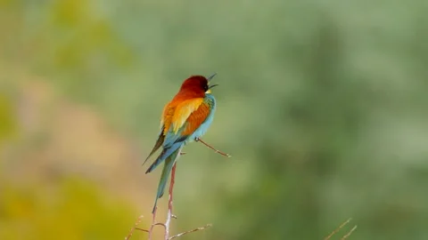 European bee-eater (Merops Apiaster) in natural habitat Stock Footage 133831799
