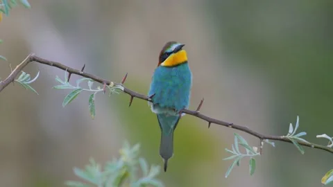 European bee-eater (Merops Apiaster) in natural habitat Stock Footage 150963432