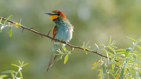 European bee-eater (Merops Apiaster) in natural habitat Stock Footage 150963742