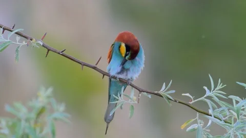 European bee-eater (Merops Apiaster) in natural habitat Stock Footage 150963887