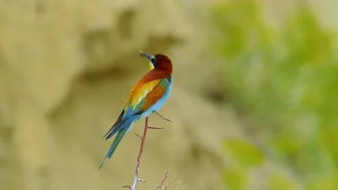 European bee-eater (Merops Apiaster) in natural habitat Stock Footage 152320929