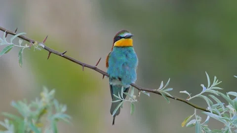 European bee-eater (Merops Apiaster) in natural habitat Stock Footage 152321396