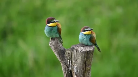 European bee eater (Merops apiaster) pair rest perched on a tree stump Stock Footage 155083351