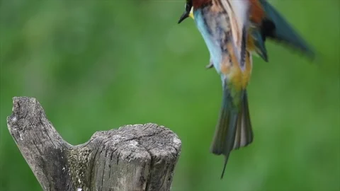 European bee eater (Merops apiaster) landing take off from tree stump Stock Footage 155083352
