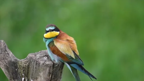 European bee eater (Merops apiaster) resting and flying Stock Footage 155083353