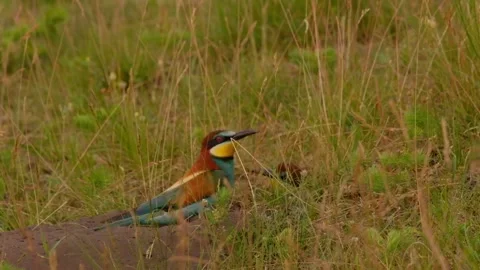 European Bee-eater - Merops apiaster Stock Footage 155567904