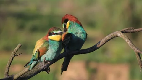 European bee-eater - Merops apiaster - on a branch in the morning Stock Footage 170488330