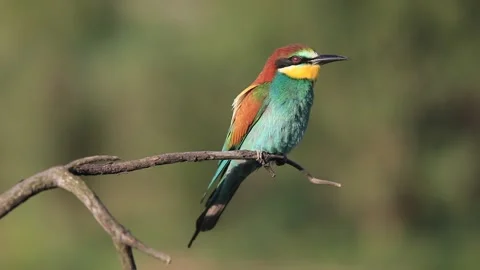 European bee-eater - Merops apiaster - on a branch in the morning Stock Footage 170488707