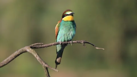 European bee-eater - Merops apiaster - on a branch in the morning Stock Footage 170489130