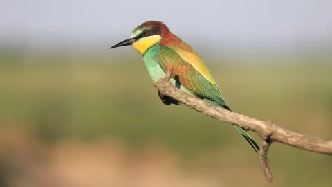 European bee-eater - Merops apiaster - on a branch in the morning Stock Footage 170489311